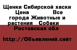 Щенки Сибирской хаски › Цена ­ 18 000 - Все города Животные и растения » Собаки   . Ростовская обл.